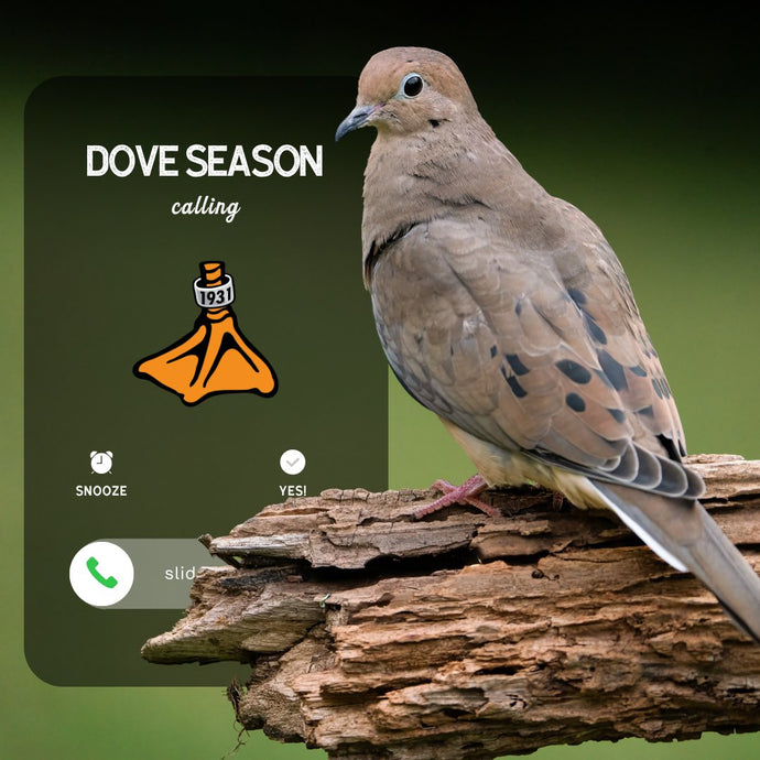 Soaring into Dove Season: A Hunter's Guide to the Thrills of Arkansas